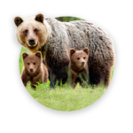 A brown bear with bear’s cubs