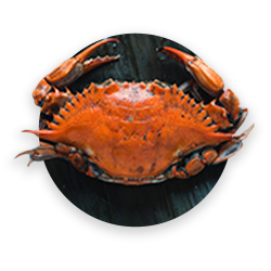 A giant red Kamchatka crab