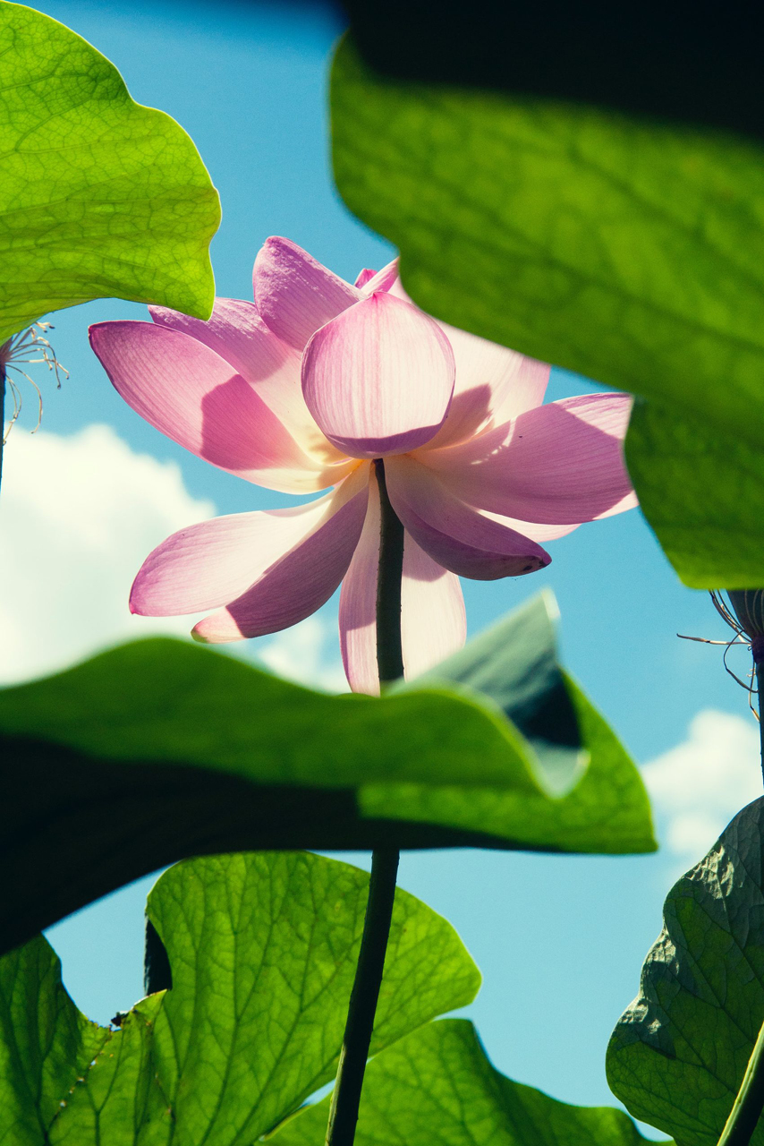 A pink and white flower of a lotus against the sky