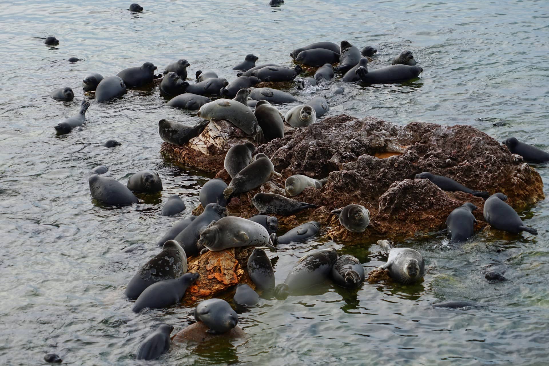 Many seals or nerpas on the stones in the middle of lake Baikal
