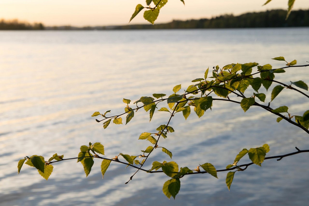 A brunch of a birch with green leaves in front of a pinky-blue lake at sunset