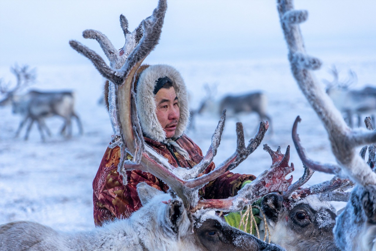 A Yakut man wearing a fur coat takes care of deer