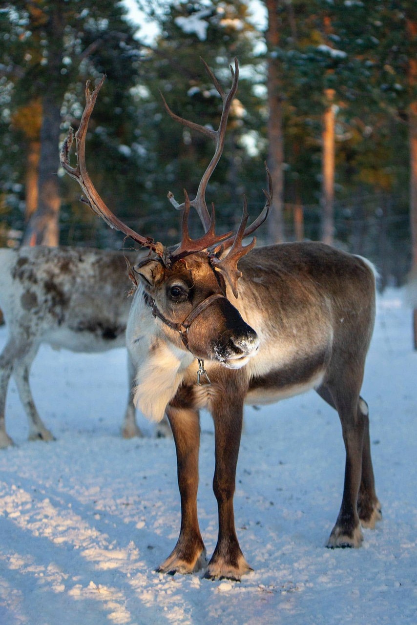 A reindeer in harness in a winter forest