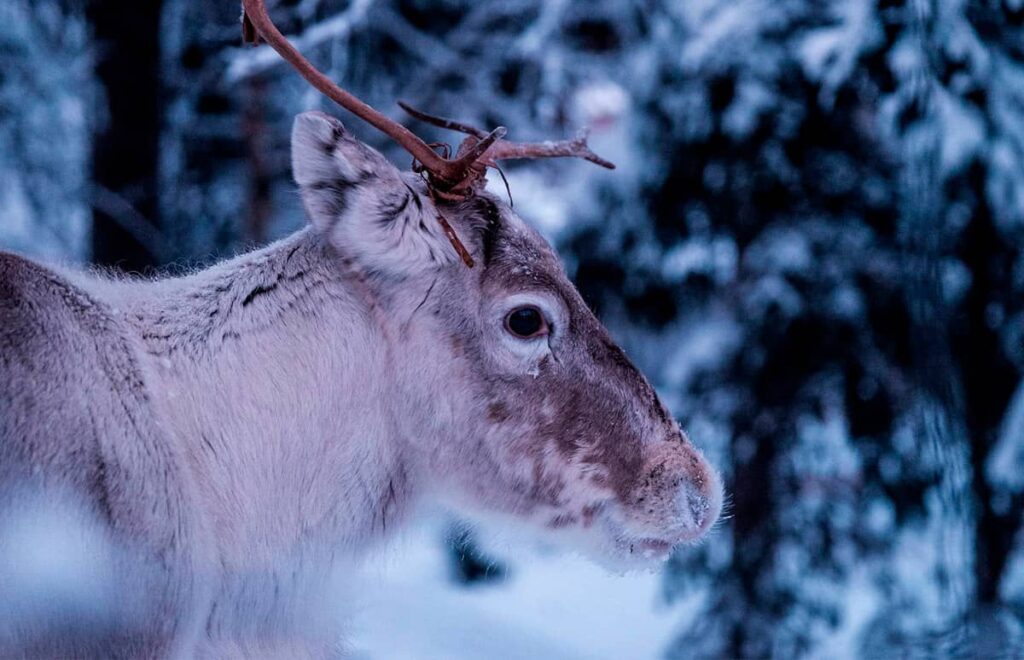A head of a reindeer in winter forest