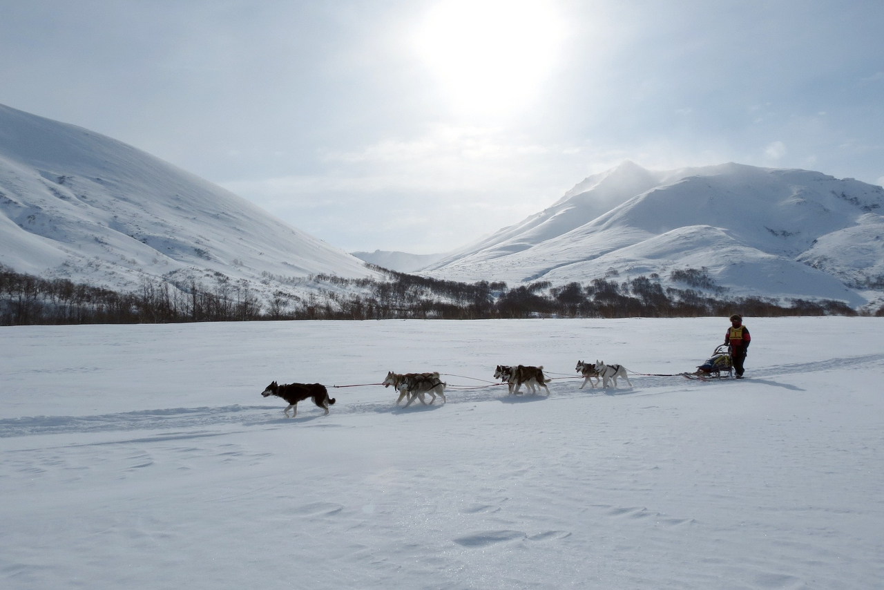 Dog sledge in winter, mountains in the background