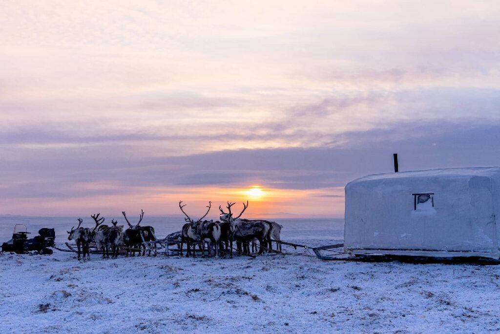 Reindeer herders, group of deer pulling a sledge with a house in winter, sunset, north nature
