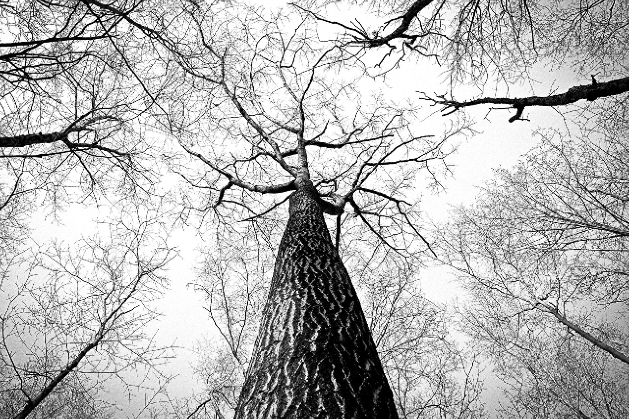 A black and white photo of a tree against the sky
