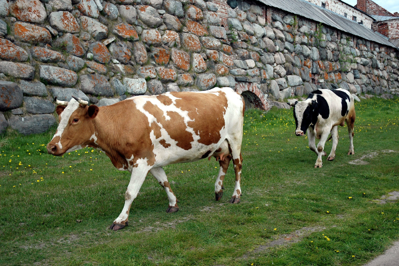 Cows walking along a fortress wall made of stones