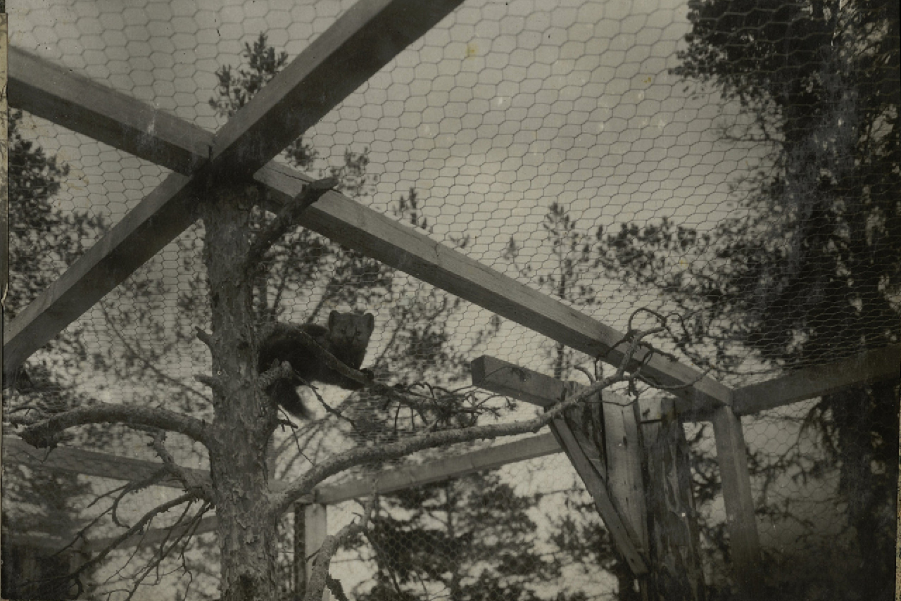 A black and white photo of a cage with an animal