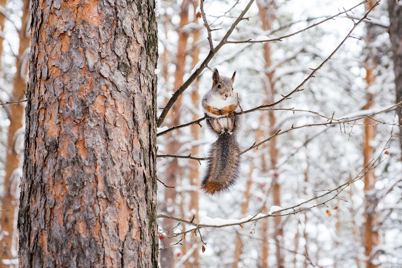A squirrel sitting in a tree in winter