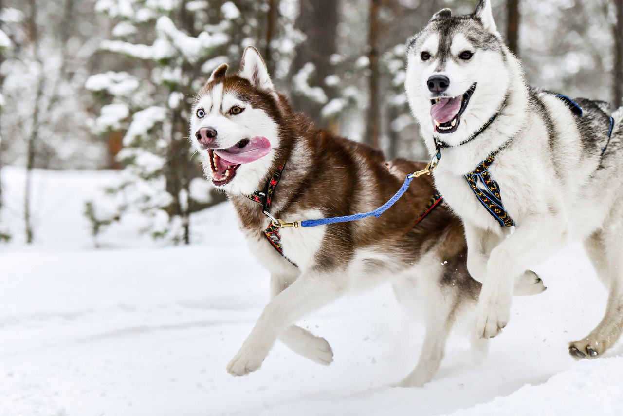 Two husky dogs running in winter