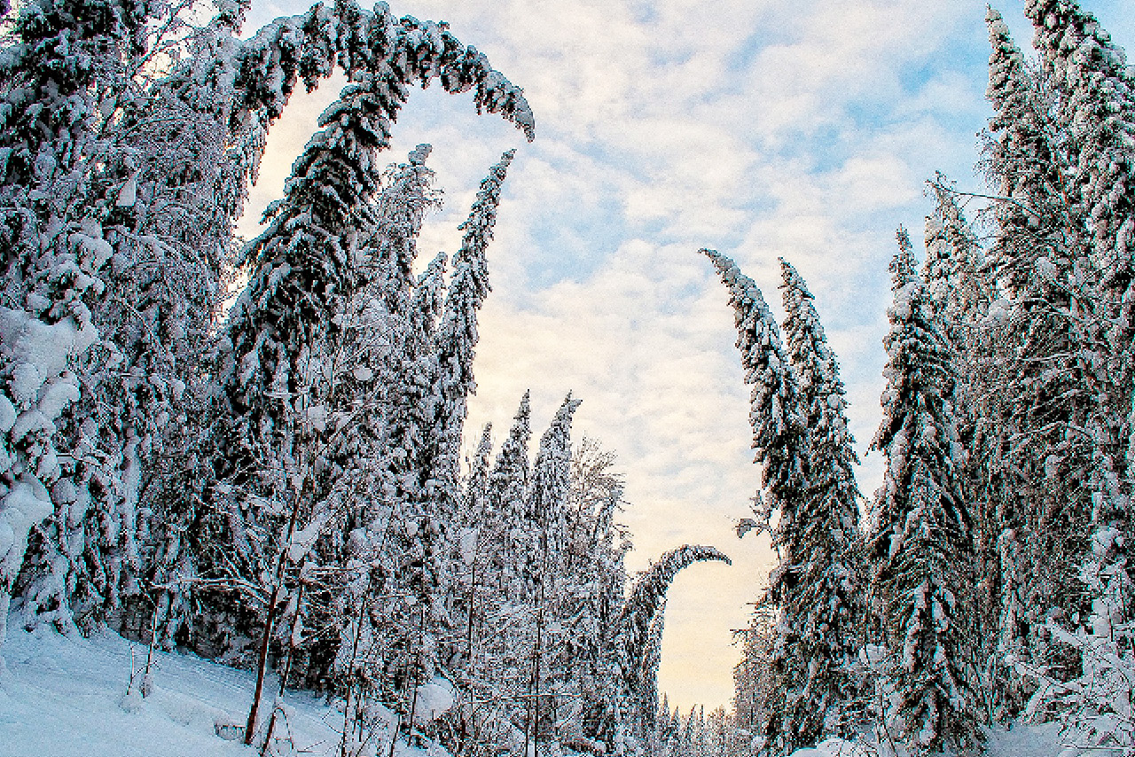 A fir forest in winter