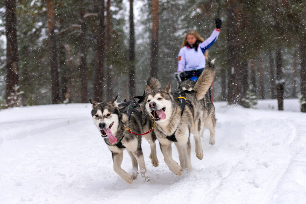 A woman riding a dog sledge in winter forest