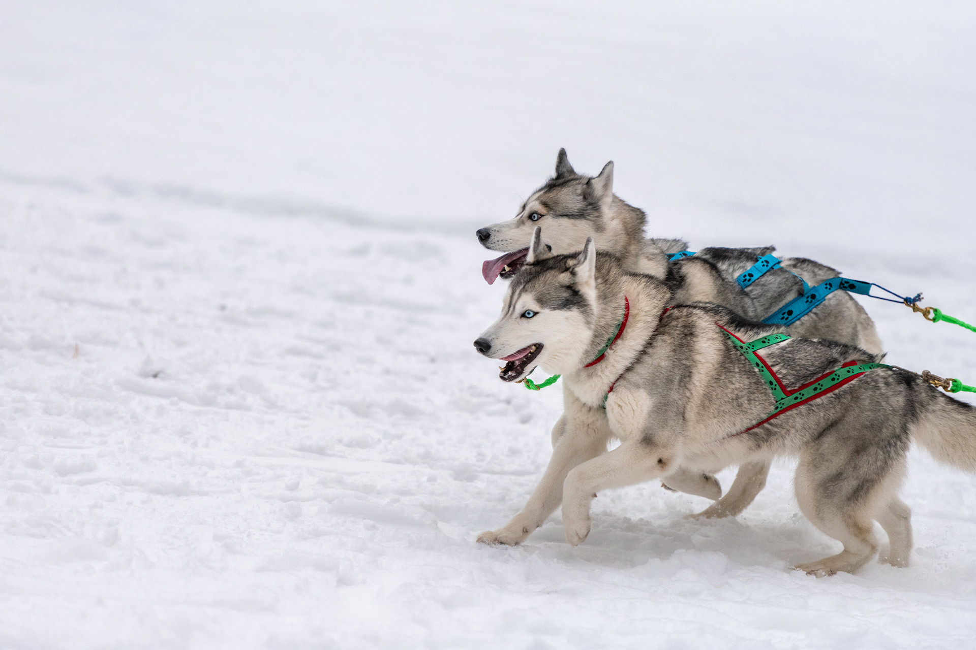 Two husky dogs playing in winter