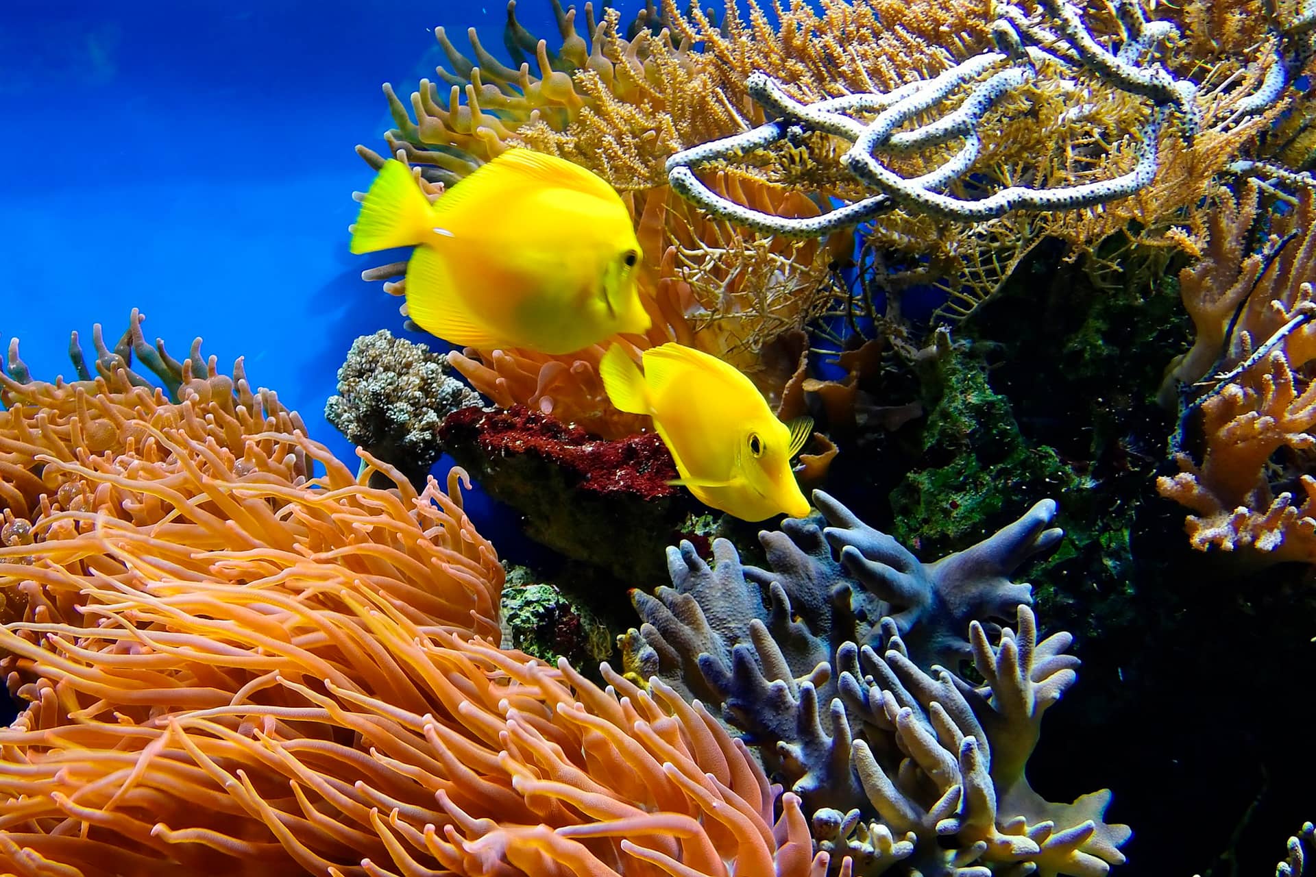 Two yellow fish and corals in aquarium