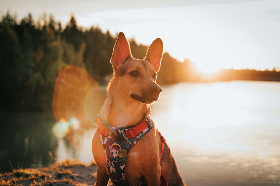 A dog near the lake and forest during the sunset