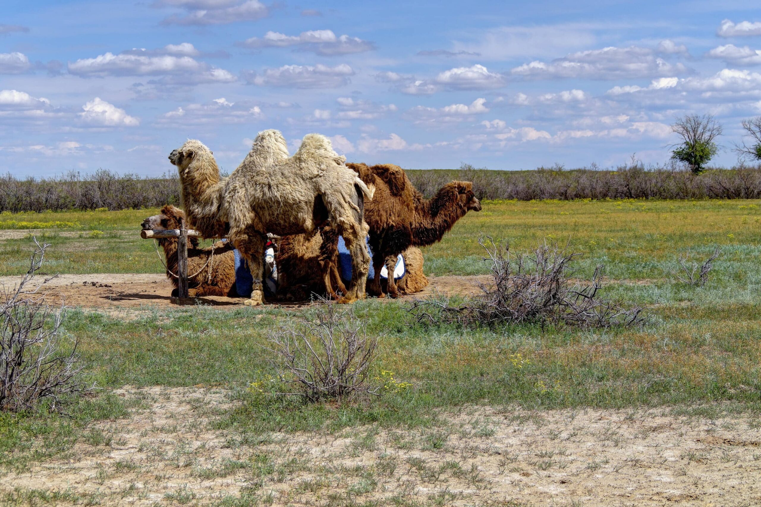 A group of camels in the field