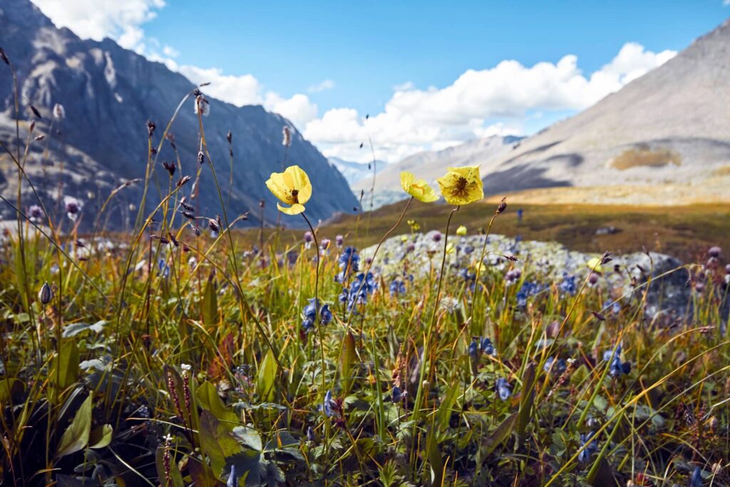 Flowers in a field, mountains in the background