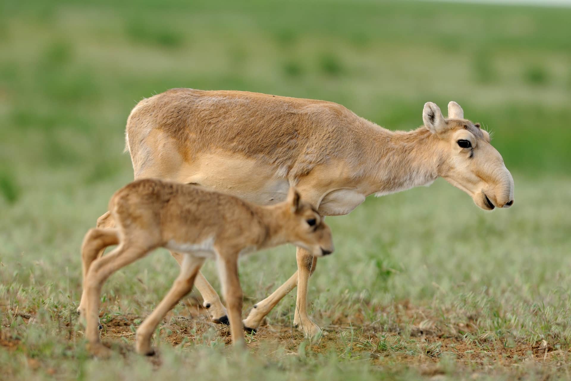 Saiga Antelopes in the steppe
