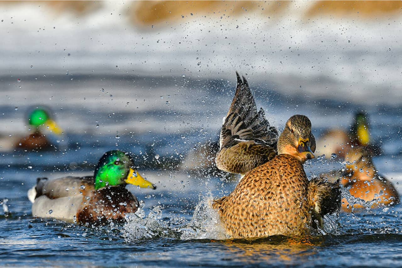 Male and female ducks on the water