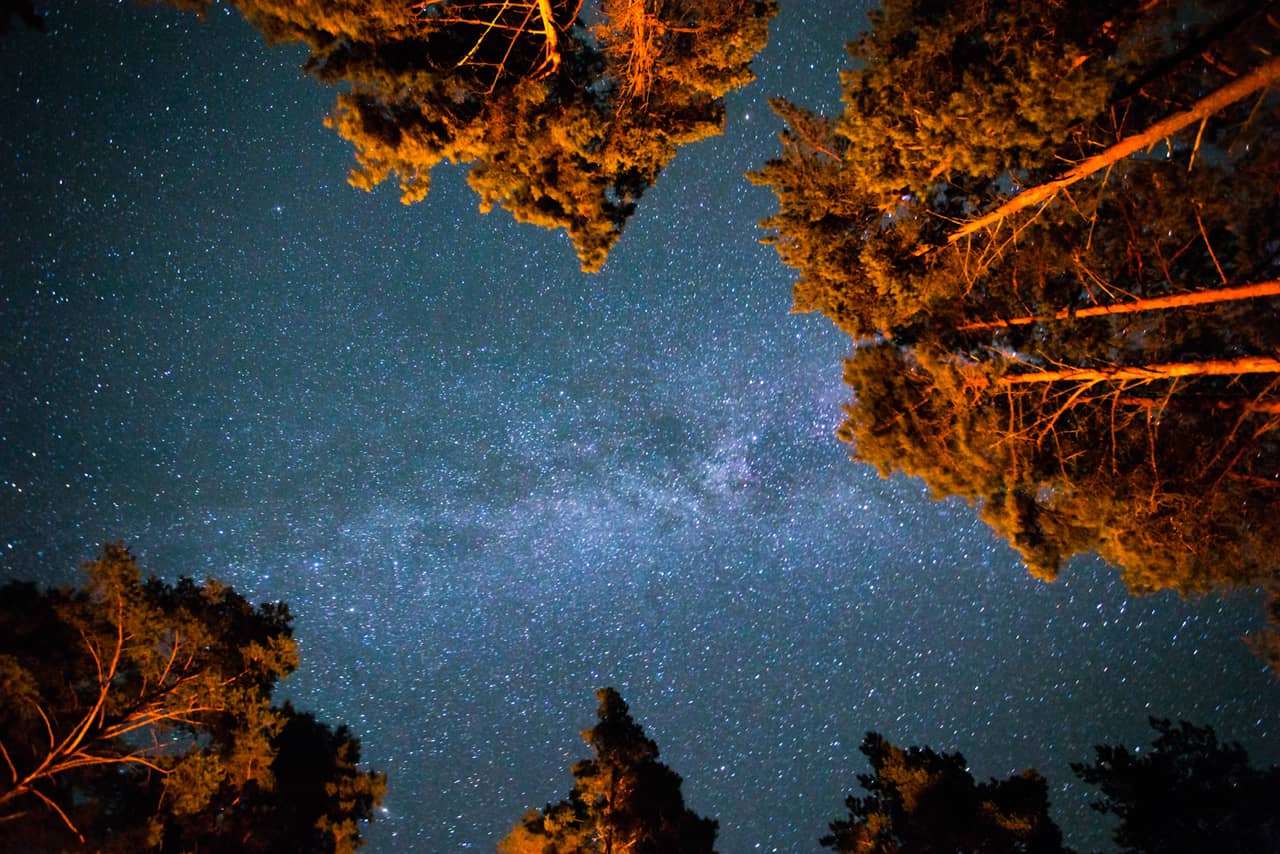 The sky with many stars between trees at night, view from the ground
