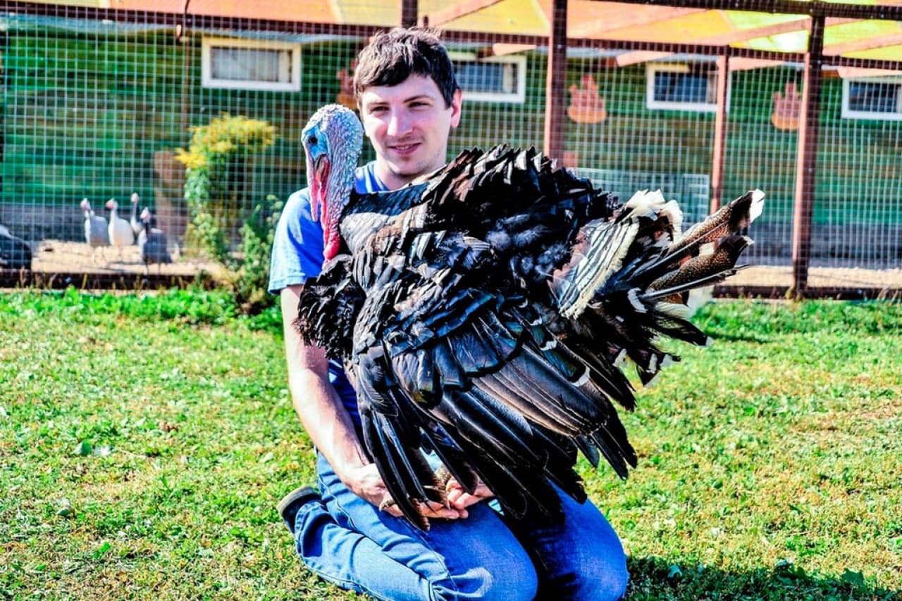 A young man holding a turkey on a farm