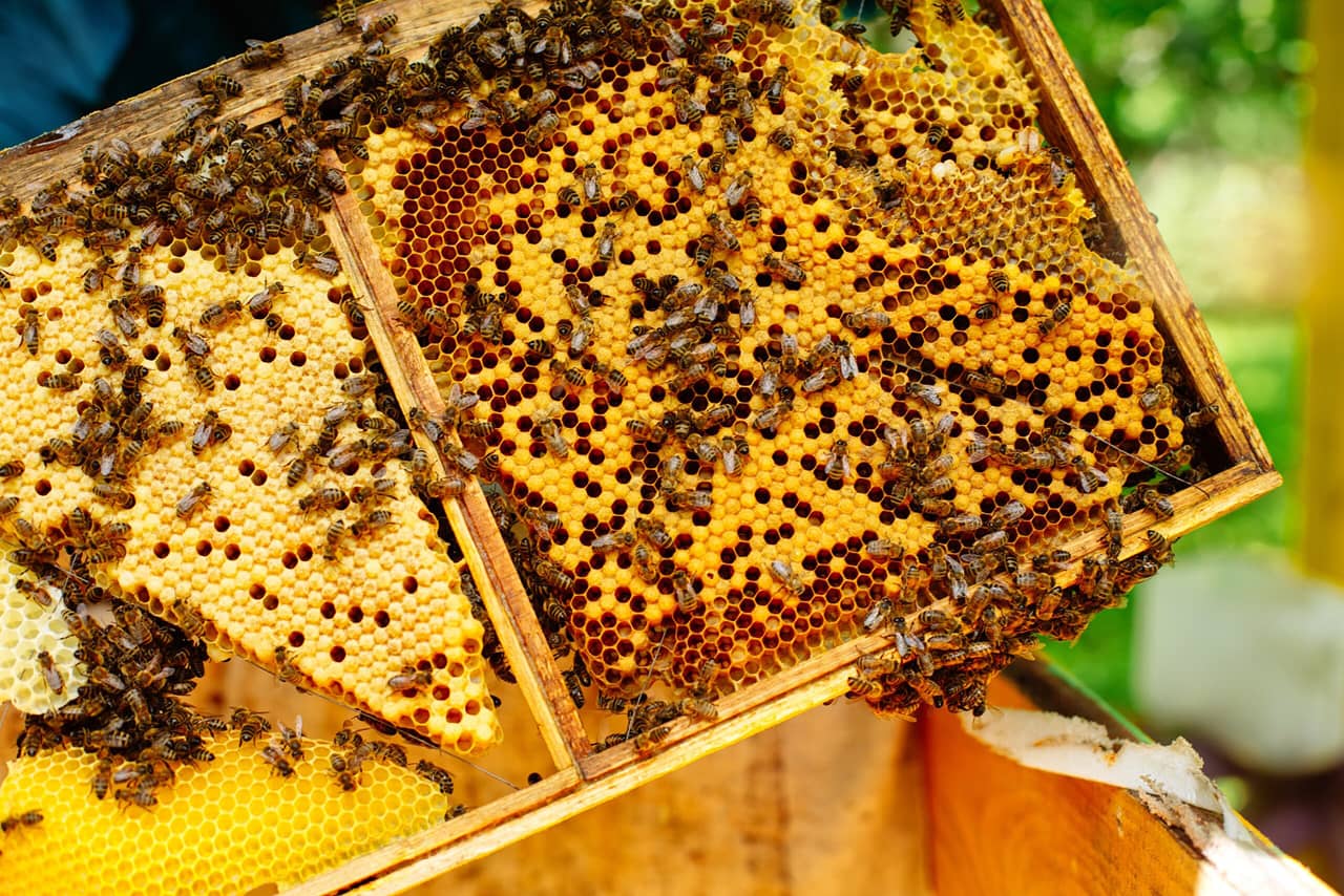A beehive with bees and honey
