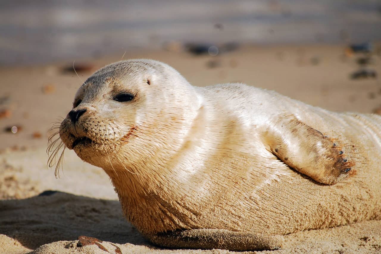 A seal sunbathing on the sand