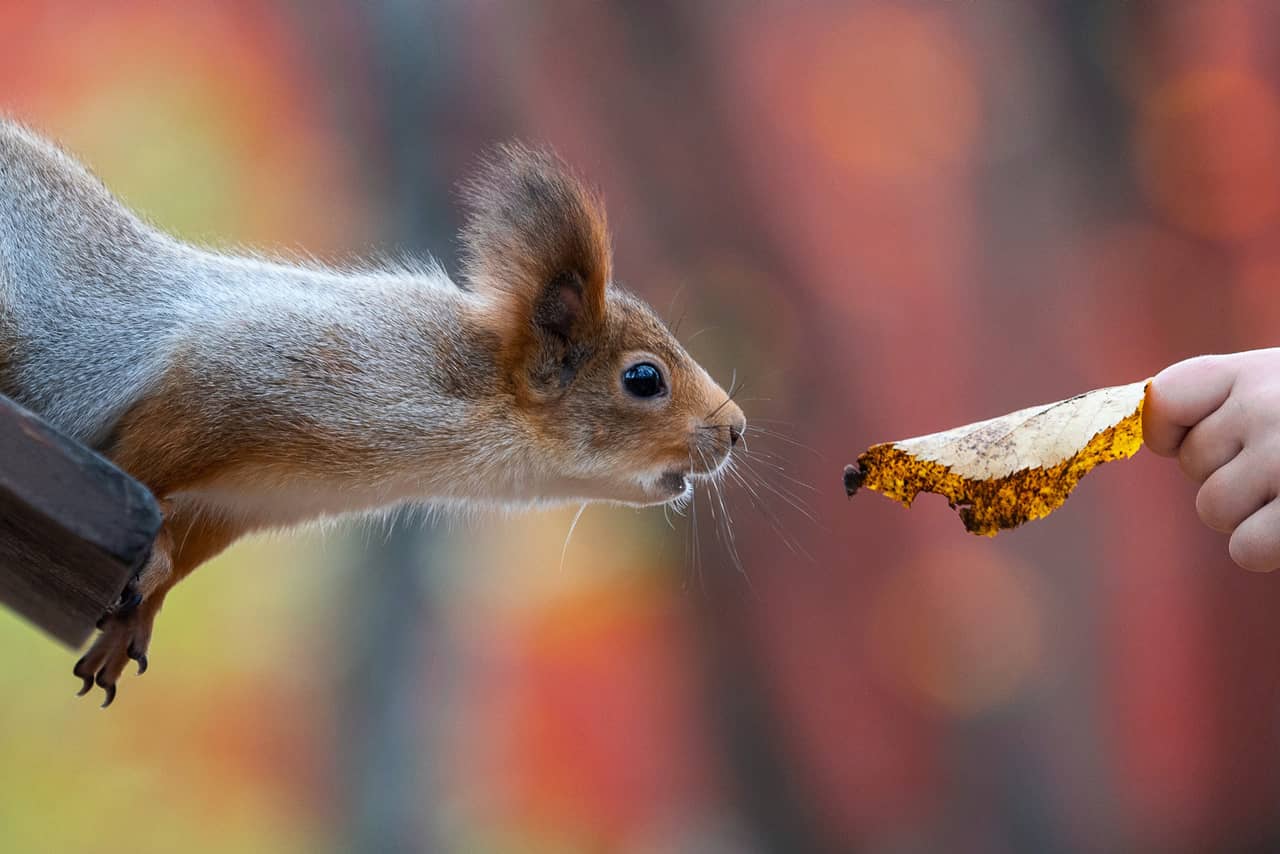 A squirrel and a yellow tree leaf