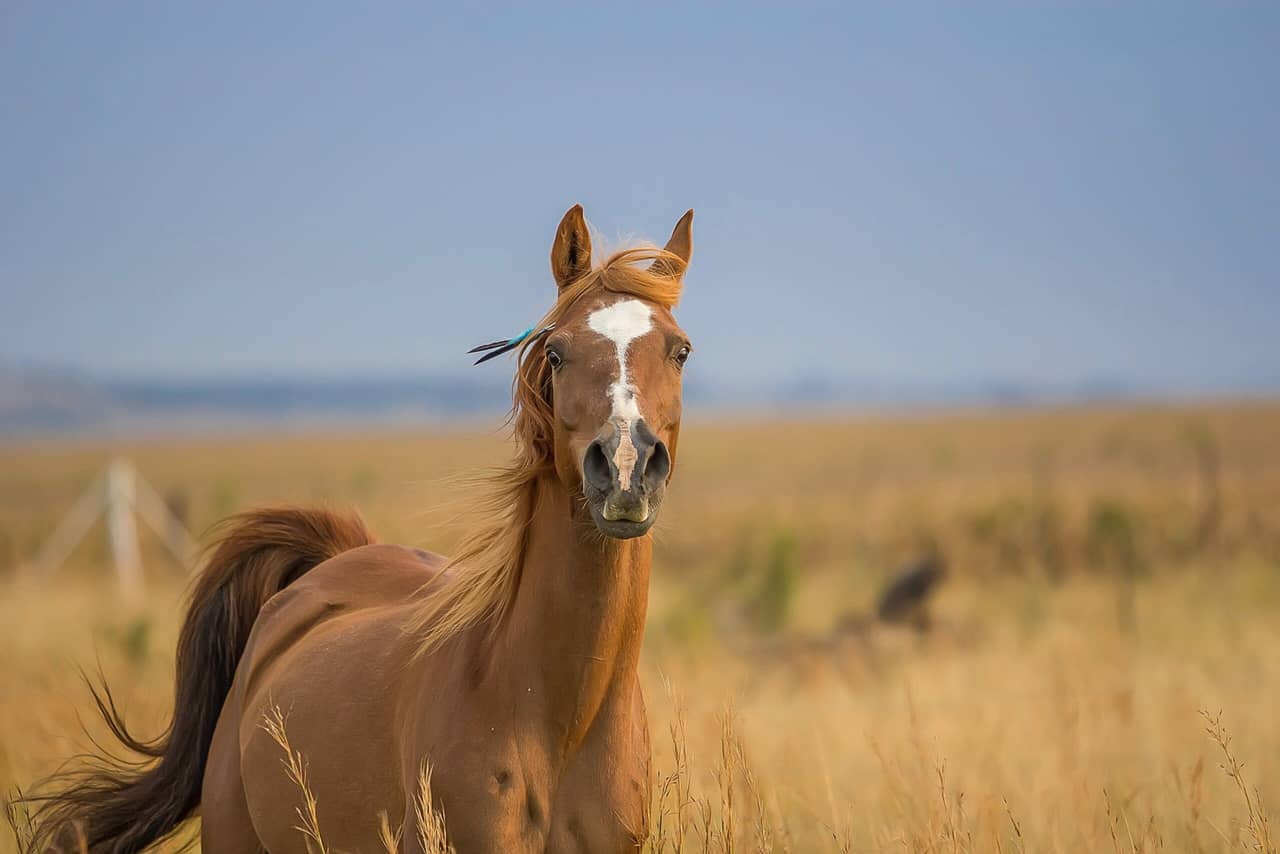 A face of a horse, a horse in a field
