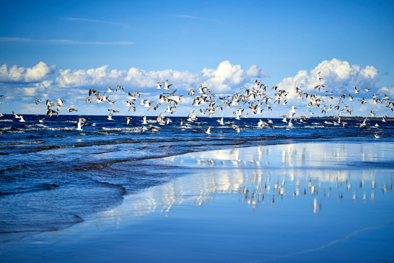 Birds flying over the sea and a beach, reflection of the sky in the sea