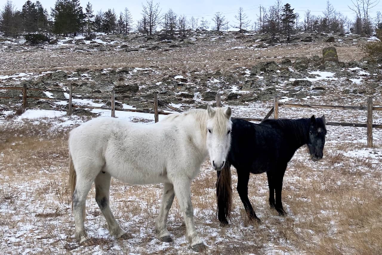 A black and a white small horses in winter