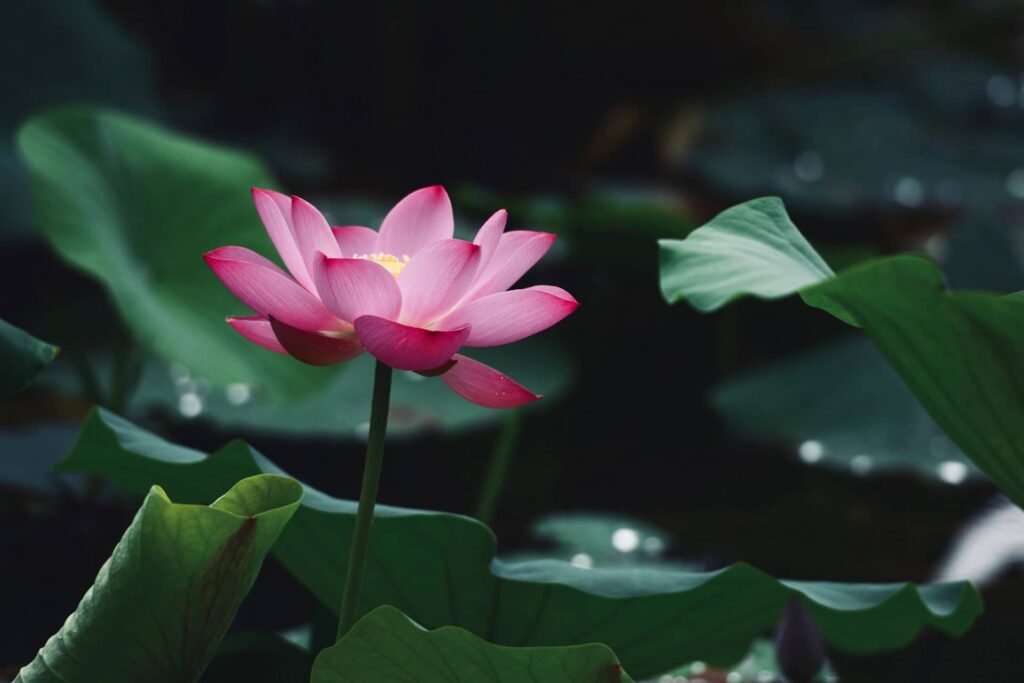 A light pink flower of lotus