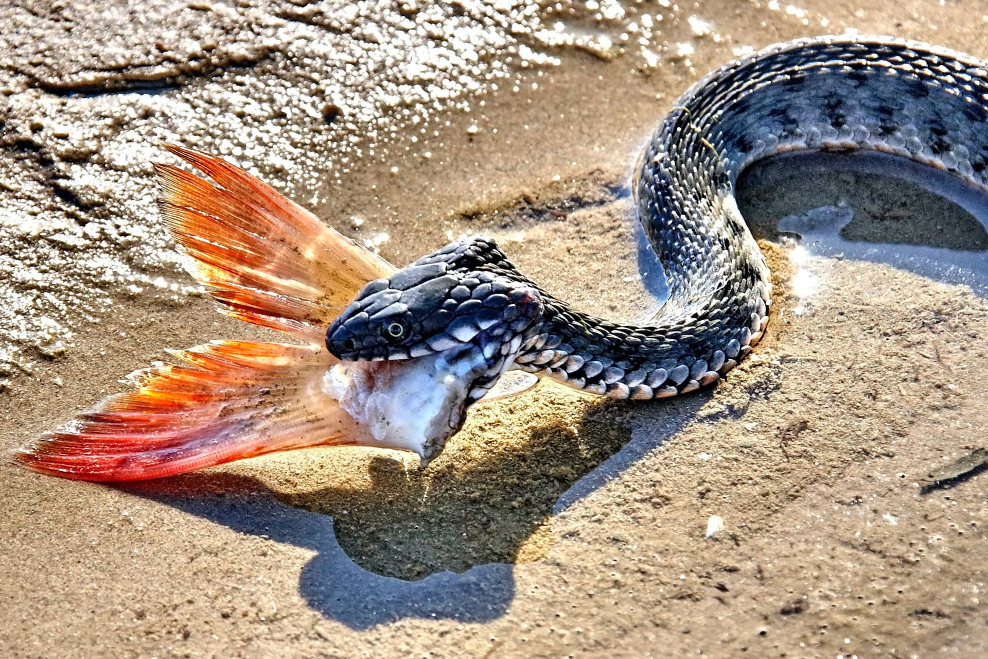 A snake with a fishtail on the bank of a river