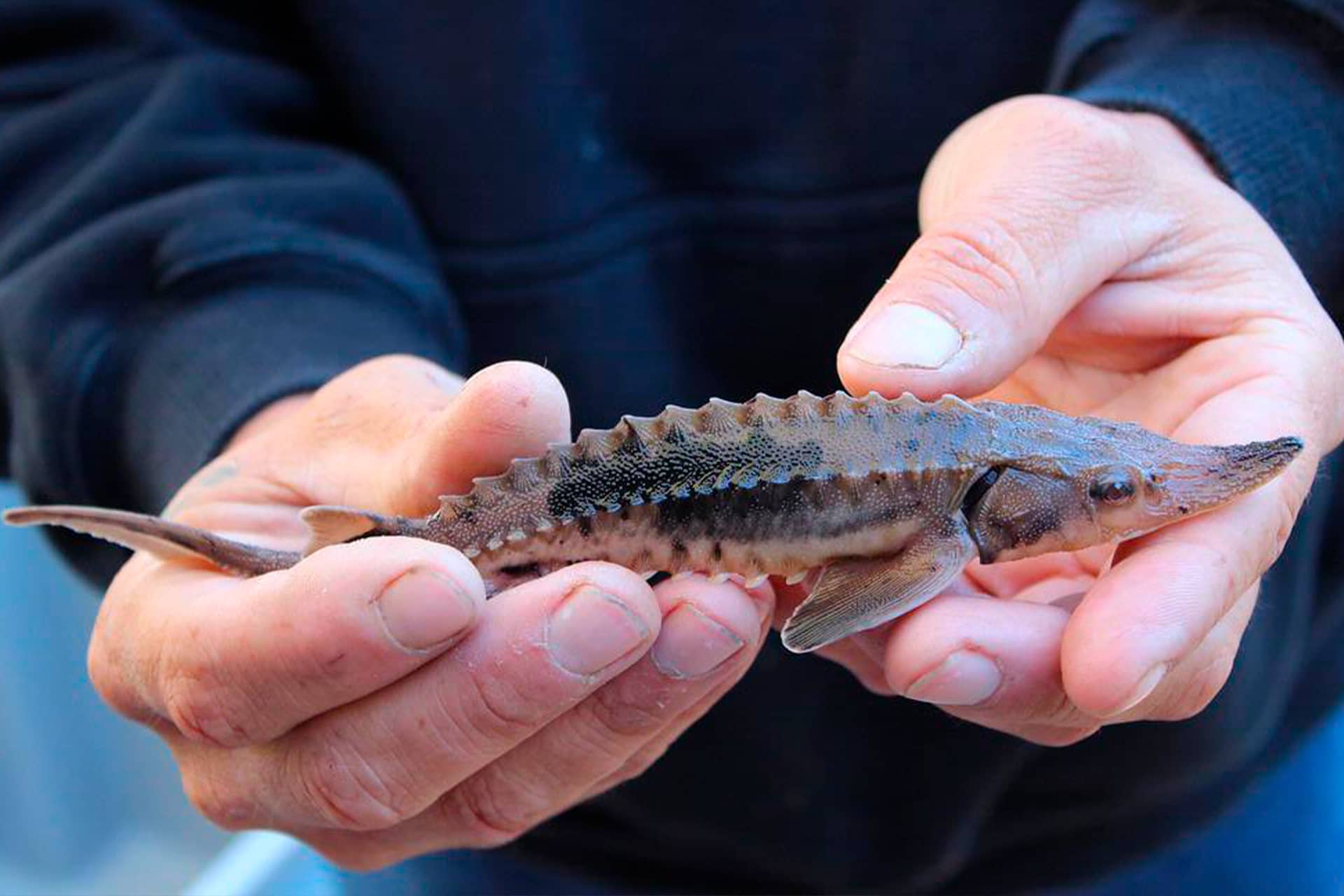 A little sturgeon fish in a man’s hands