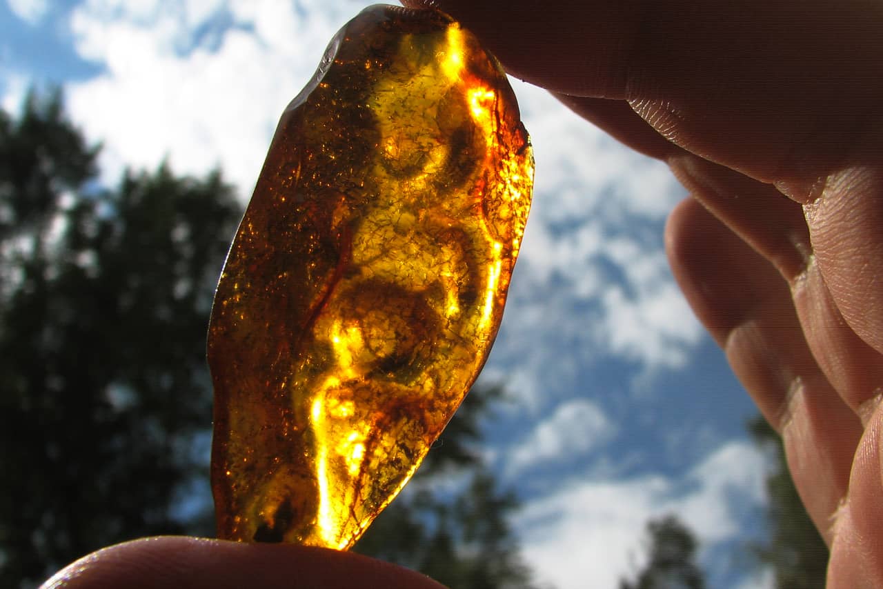 A piece of amber