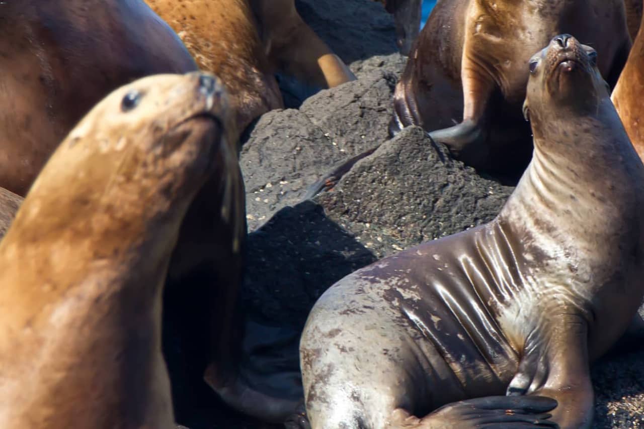 Seals on a rock in the sea, cute seals