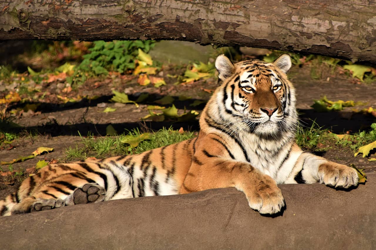 A tiger laying in the zoo