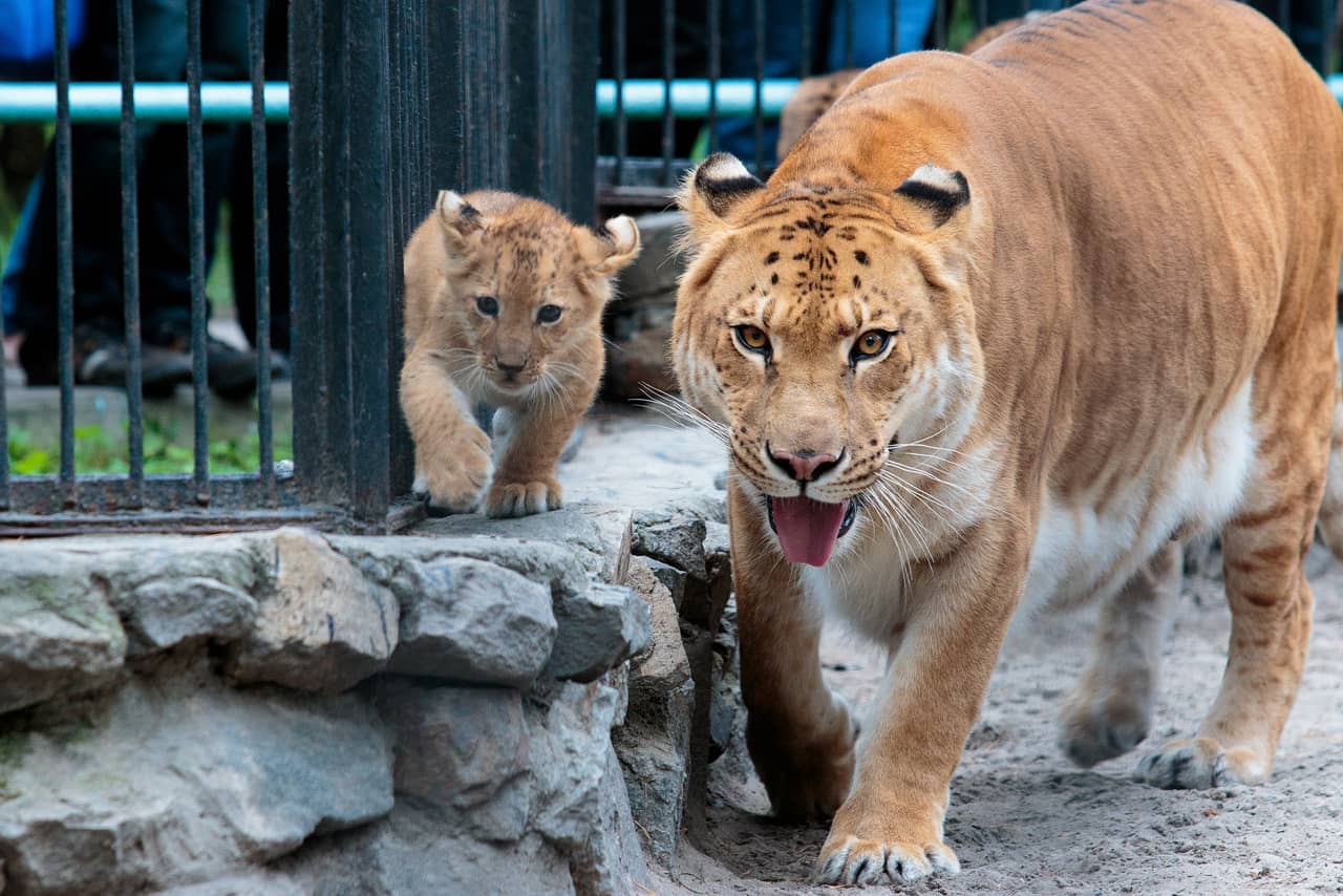 A tigress with a cub